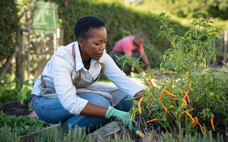 African american woman picking vegetables from garden. Mature woman working in vegetable garden. Black farmer taking care of plants and harvesting fresh vegetables from the greenhouse.